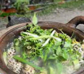 Ốc hương um bầu