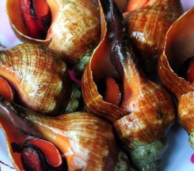 Ốc đỏ hấp sả