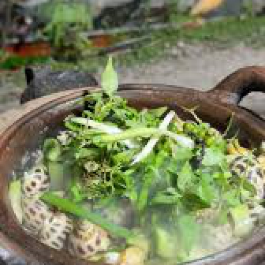 Ốc hương um bầu