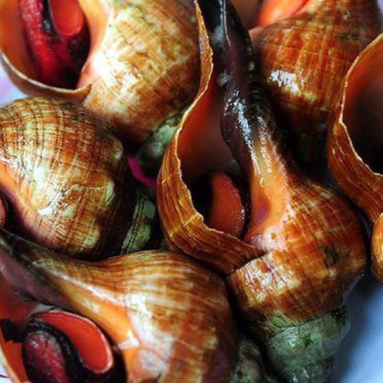 Ốc đỏ hấp sả